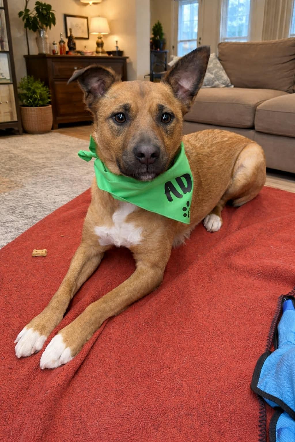 Chewy, a Adoptable Mixed Breed in Shelburne, VT image 2/3