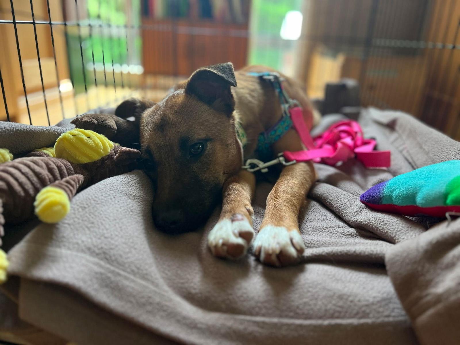 Chewy, a Adoptable Mixed Breed in Shelburne, VT image 3/3