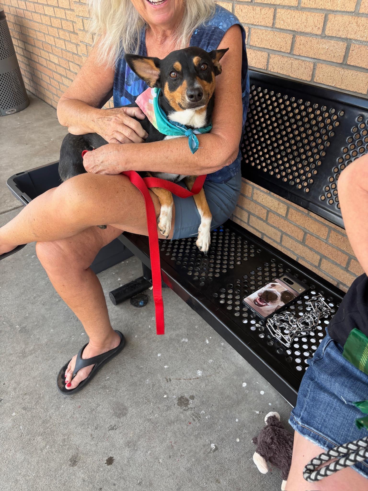 Enlarge Birdie, a Adopted mixed breed in Durango, CO image 5/6