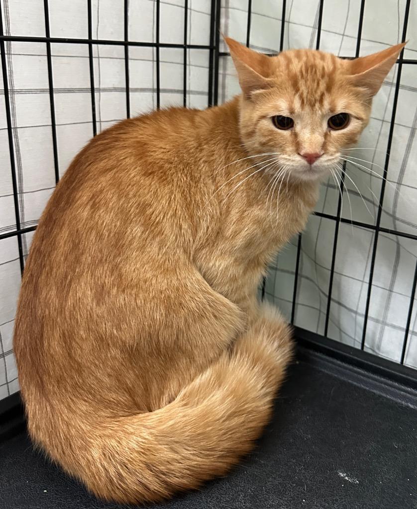 Enlarge Chance, a Adoptable mixed breed in Waynesville, MO image 1/1