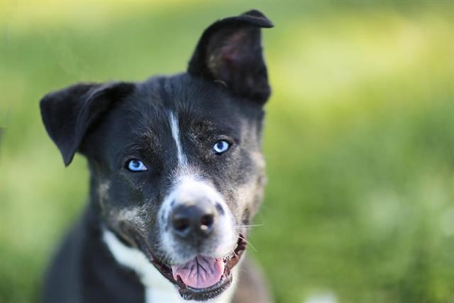 MONIQUE, Adoptable, Adult Female Siberian Husky & Mixed Breed.