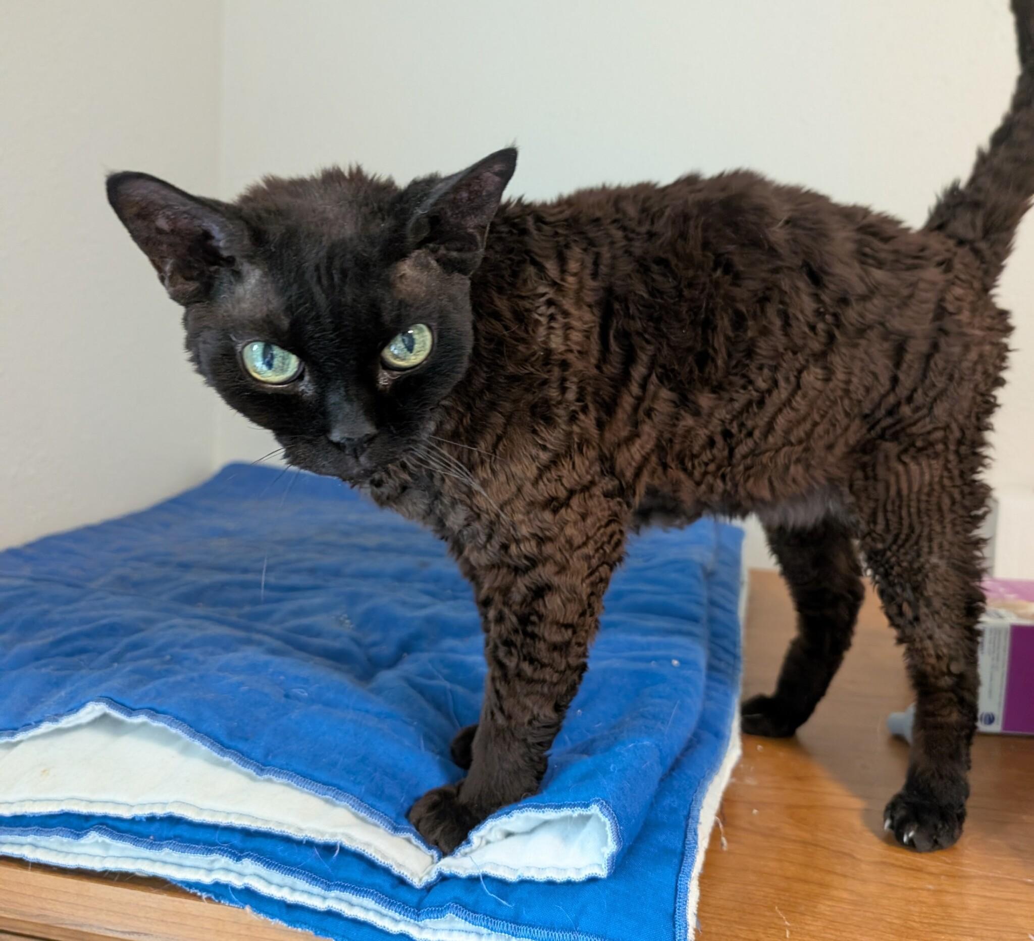Enlarge RUFUS, an adopted Devon Rex in Union Grove, WI image 4/4