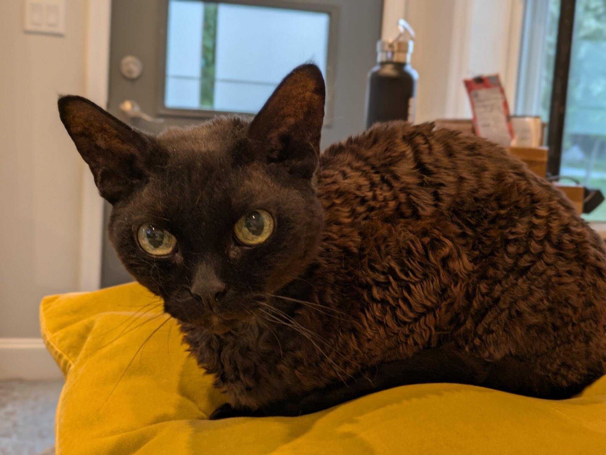 Enlarge RUFUS, an adopted Devon Rex in Union Grove, WI image 2/4