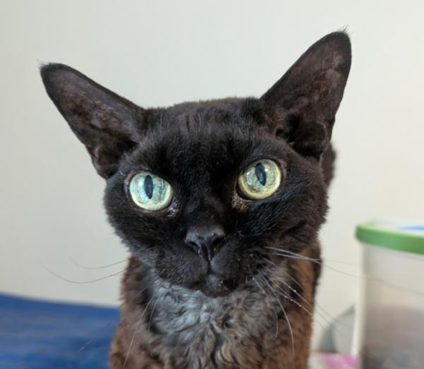 RUFUS, adopted, Senior Male Devon Rex.