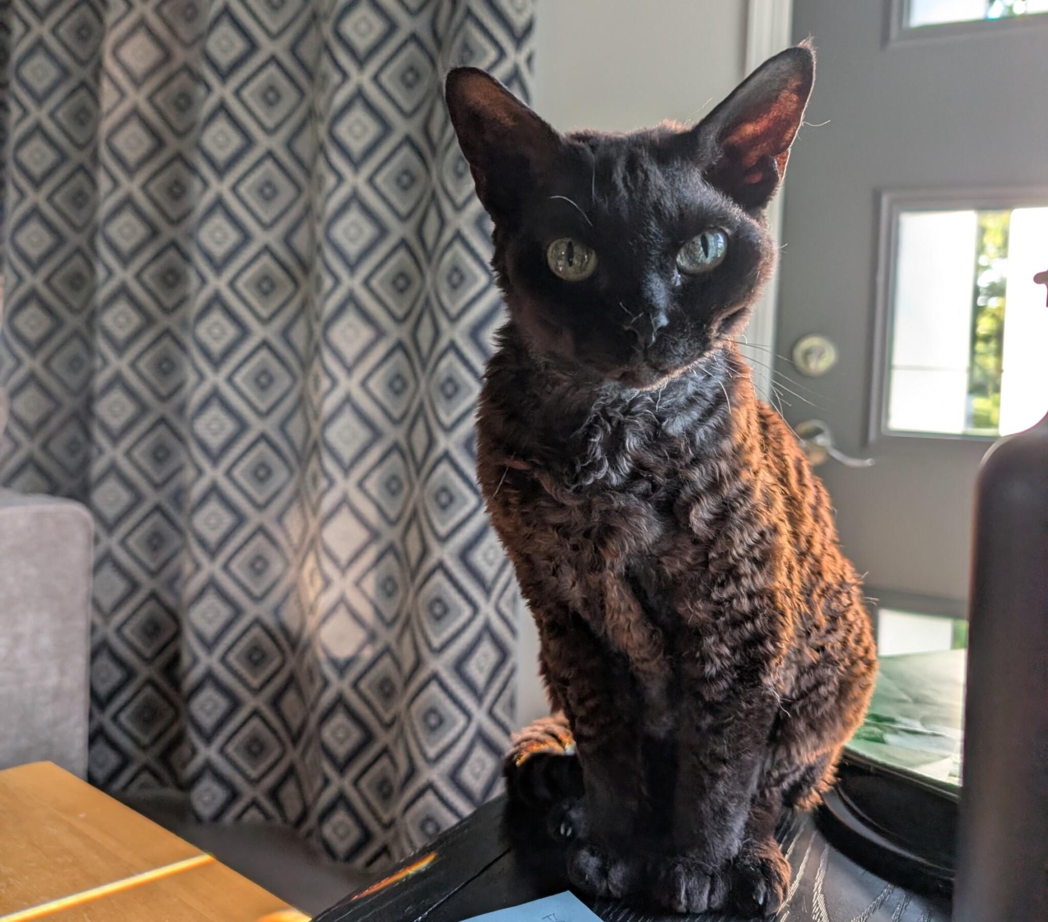 Enlarge RUFUS, an adopted Devon Rex in Union Grove, WI image 3/4