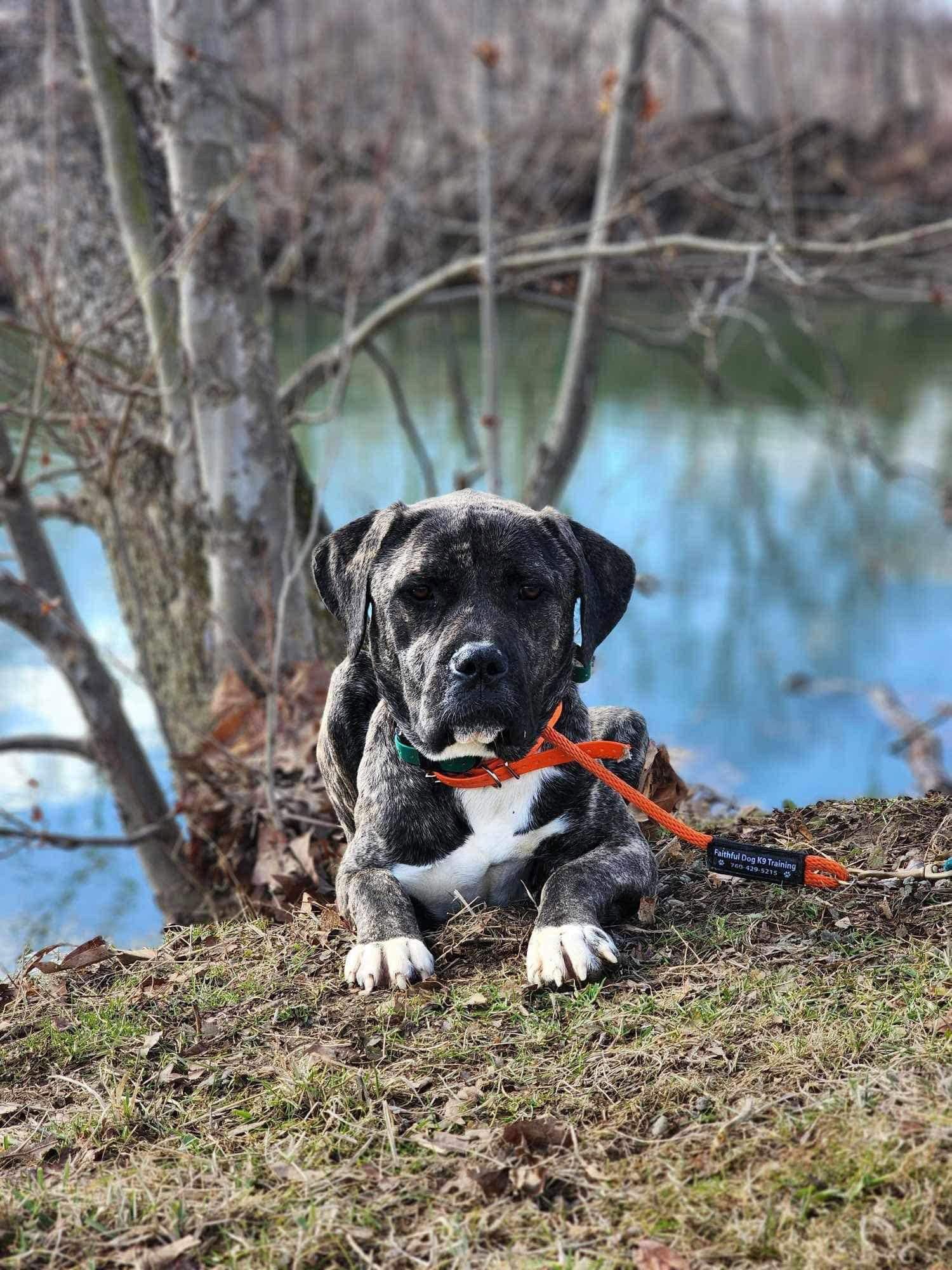 Zay, a Adoptable Mastiff in Germantown, OH image 1/3