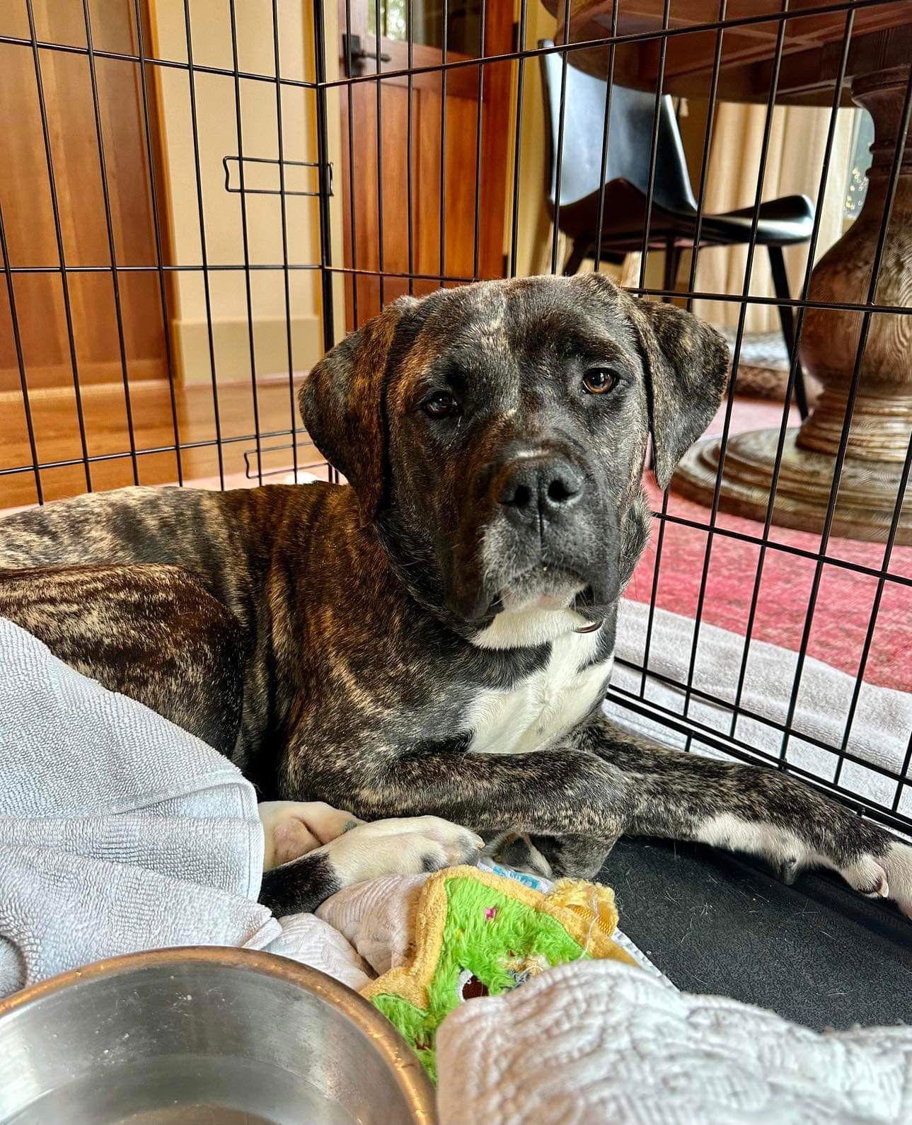 Zay, a Adoptable Mastiff in Germantown, OH image 2/3