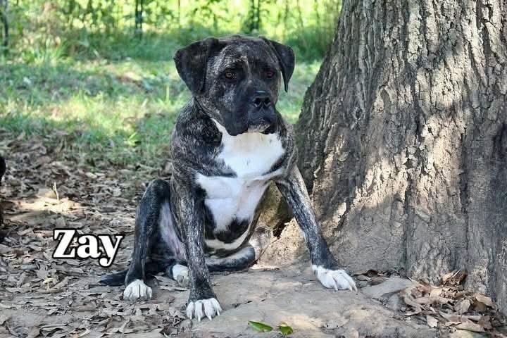 Zay, a Adoptable Mastiff in Germantown, OH image 3/3