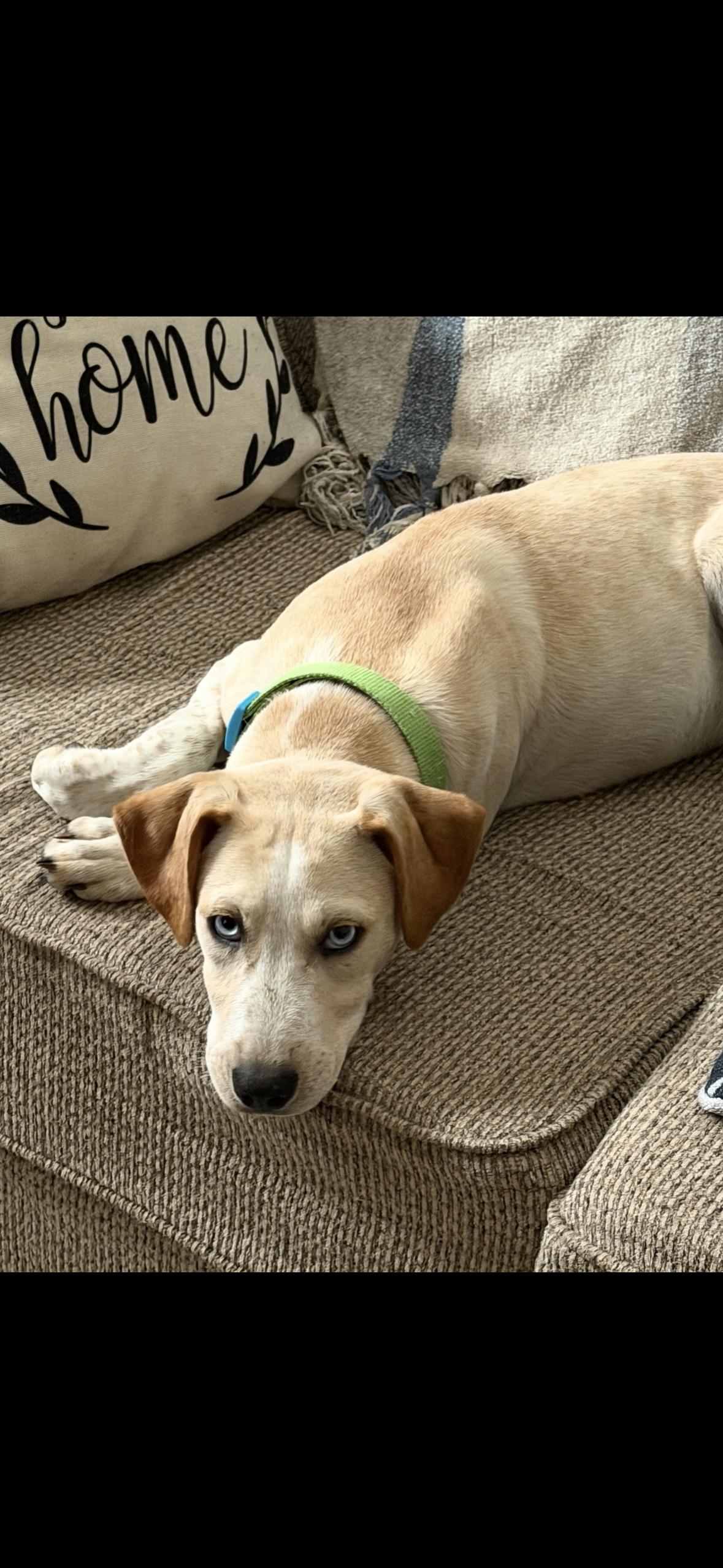Enlarge Phil, a Adoptable mixed breed in seaside heights, NJ image 5/5