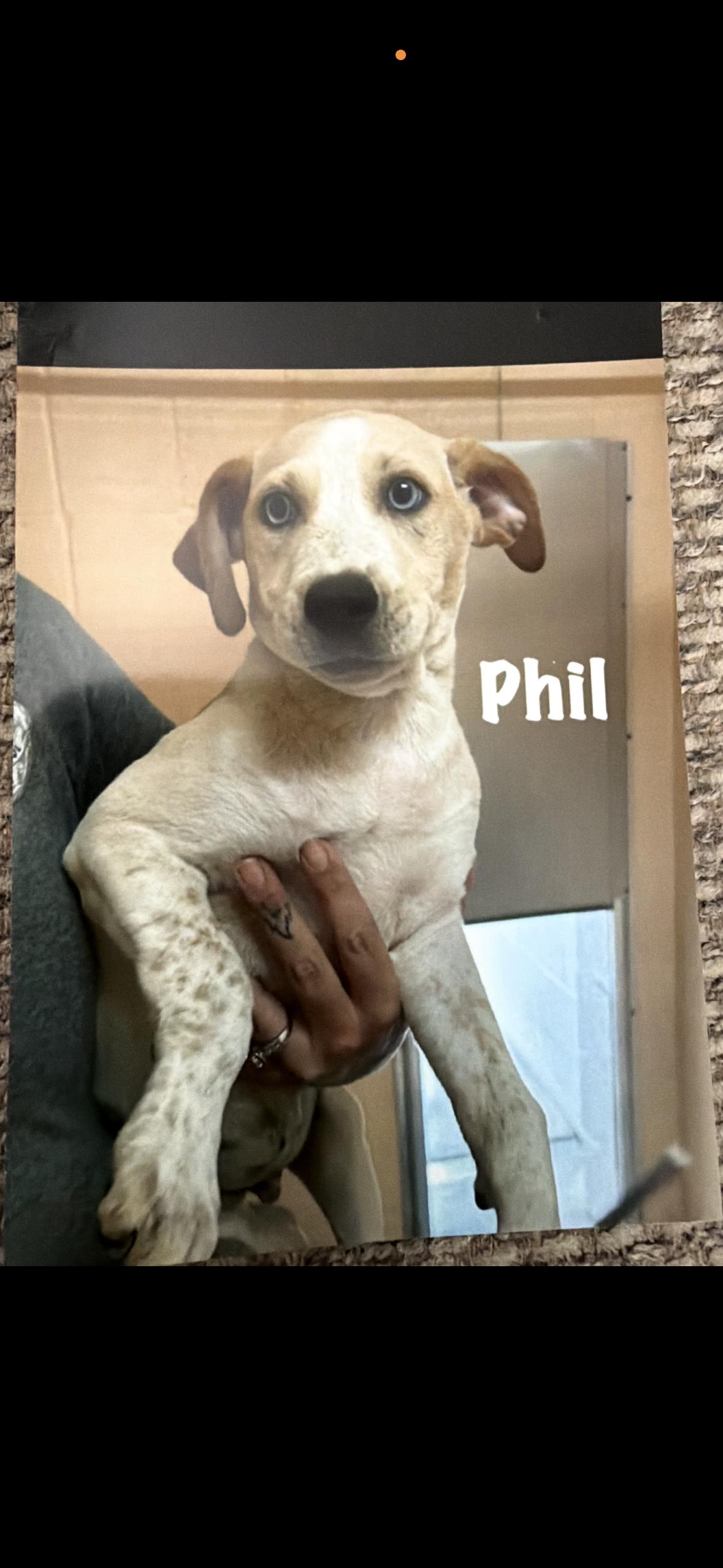 Enlarge Phil, a Adoptable mixed breed in seaside heights, NJ image 2/5