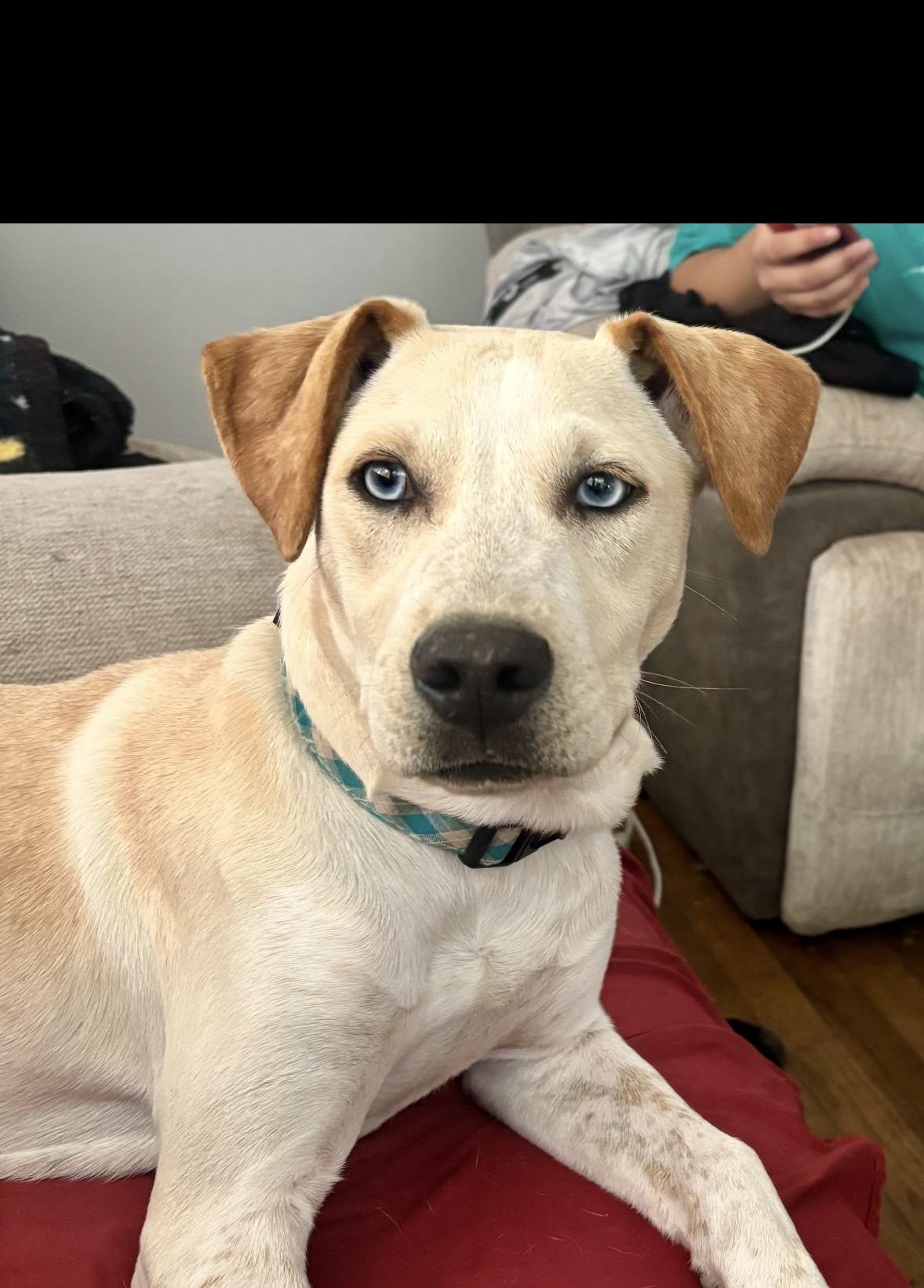 Enlarge Phil, a Adoptable mixed breed in seaside heights, NJ image 4/5