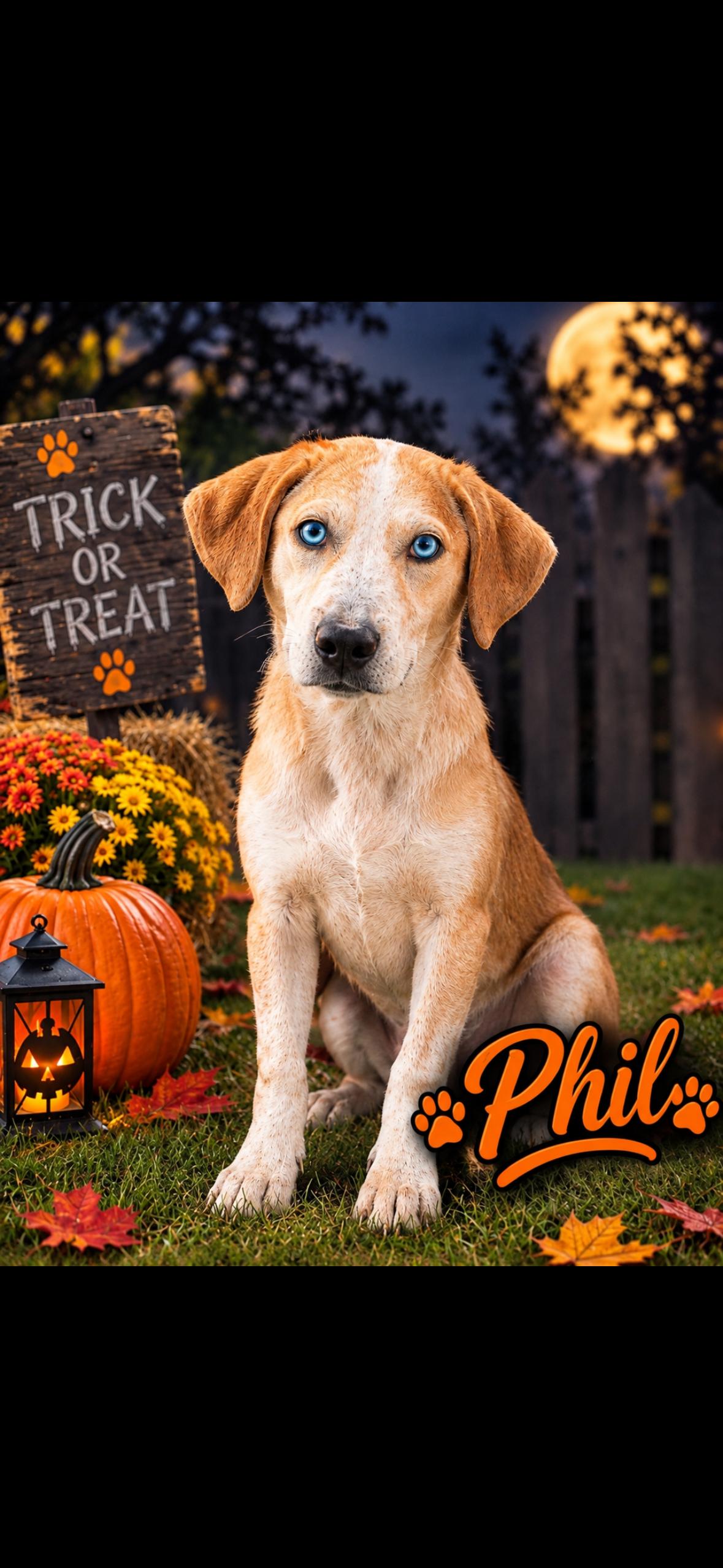 Enlarge Phil, a Adoptable mixed breed in seaside heights, NJ image 1/5