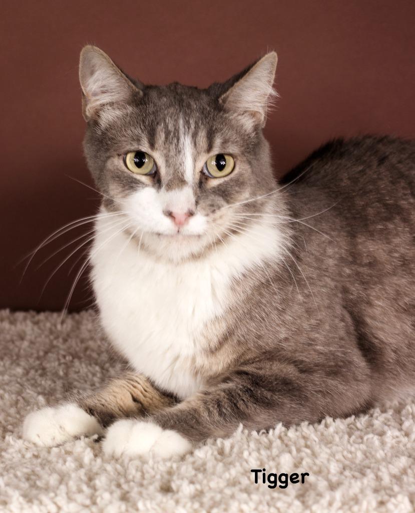 Tigger, Adoptable, Adult Male Domestic Short Hair.