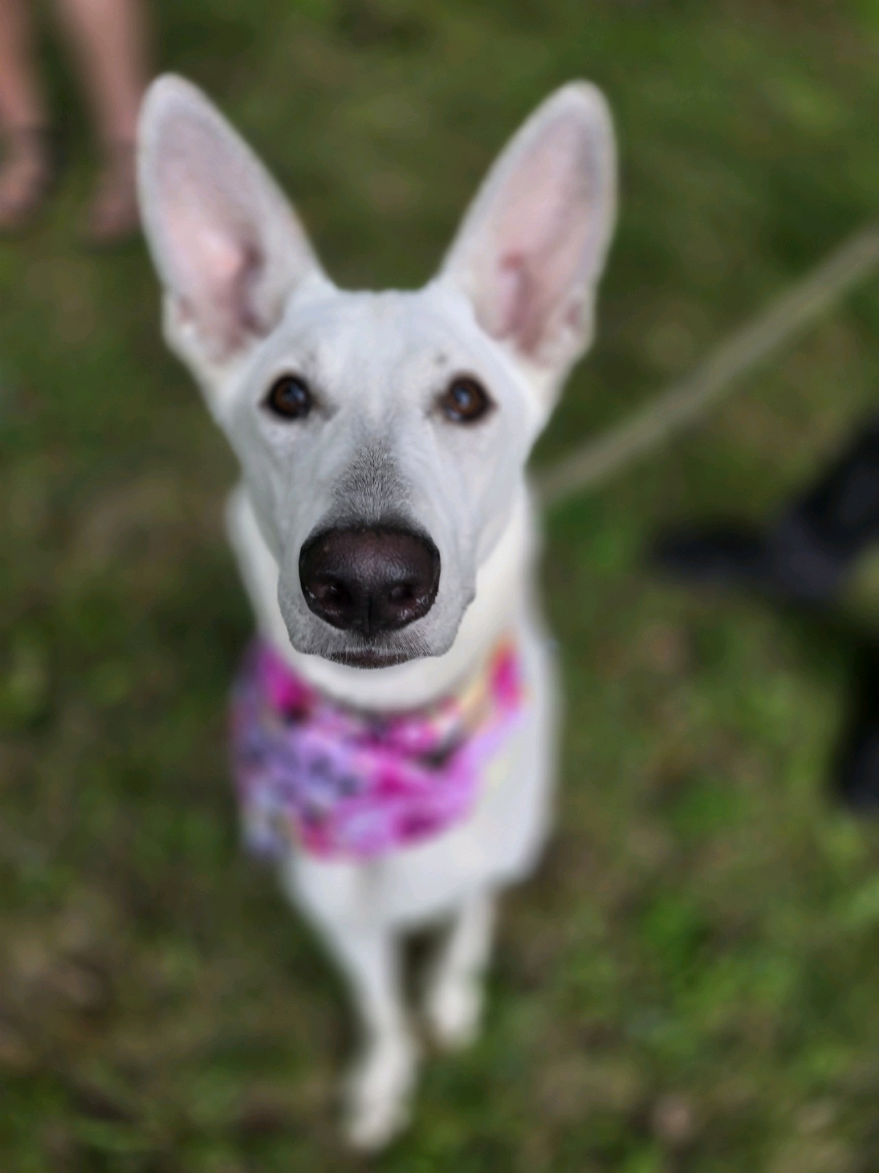 Enlarge Sage, a Adoptable German Shepherd Dog in Edison, NJ image 2/5