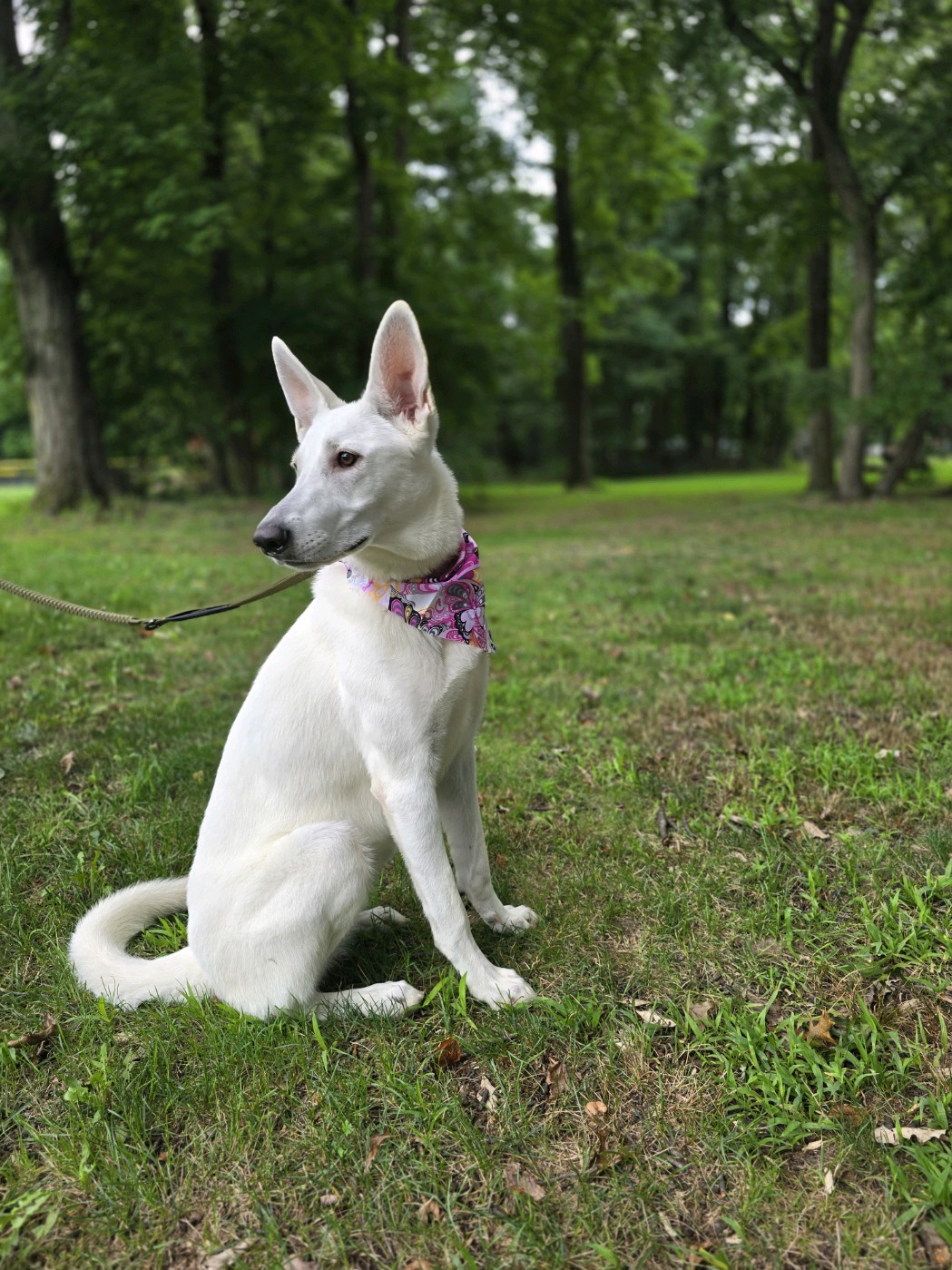 Enlarge Sage, a Adoptable German Shepherd Dog in Edison, NJ image 3/5