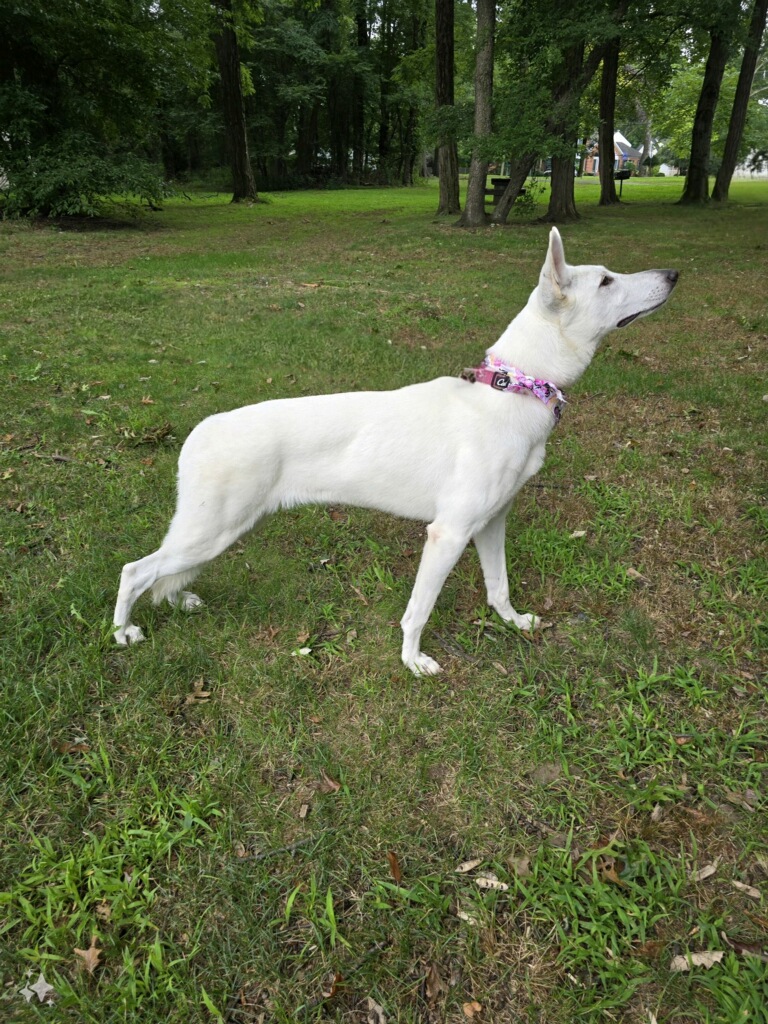 Enlarge Sage, a Adoptable German Shepherd Dog in Edison, NJ image 4/5