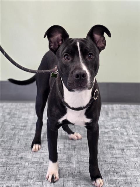 SILAS, Adoptable, Young Male Staffordshire Bull Terrier & Mixed Breed.