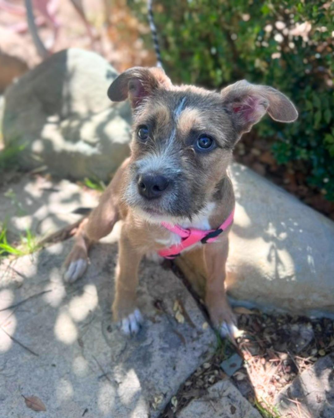 Enlarge Buffy (aka Little Miss Sunshine), a Adoptable mixed breed in Valley Village, CA image 3/4