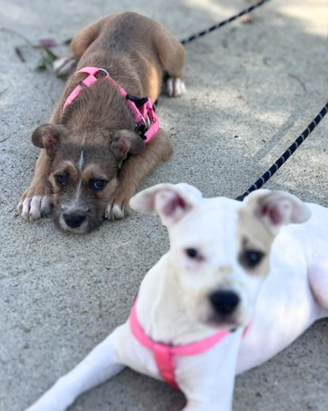 Enlarge Buffy (aka Little Miss Sunshine), a Adoptable mixed breed in Valley Village, CA image 2/4