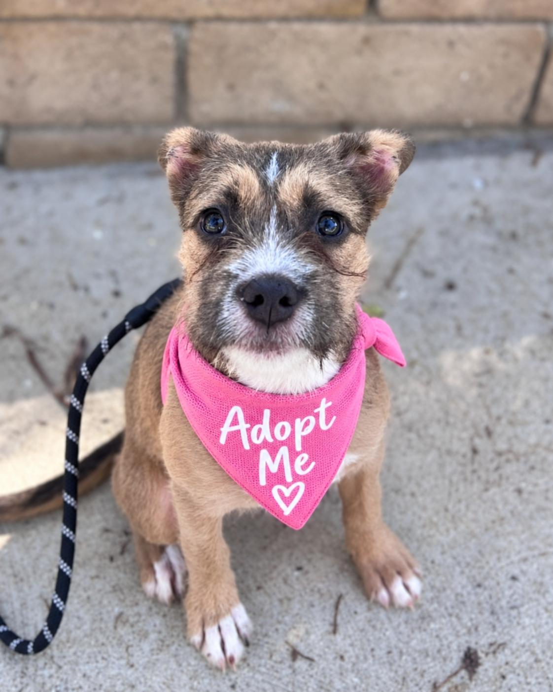 Enlarge Buffy (aka Little Miss Sunshine), a Adoptable mixed breed in Valley Village, CA image 1/4