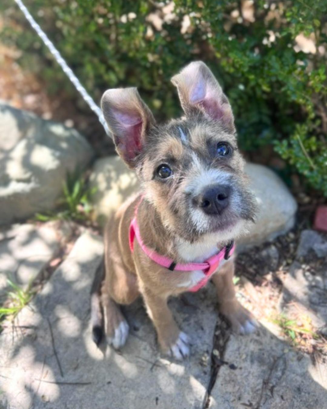 Enlarge Buffy (aka Little Miss Sunshine), a Adoptable mixed breed in Valley Village, CA image 4/4