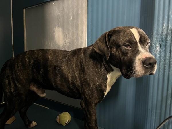 Gailey — thumbnail 3