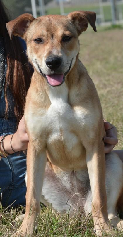 Enlarge Primrose, a Adoptable mixed breed in Beatrice, NE image 1/3