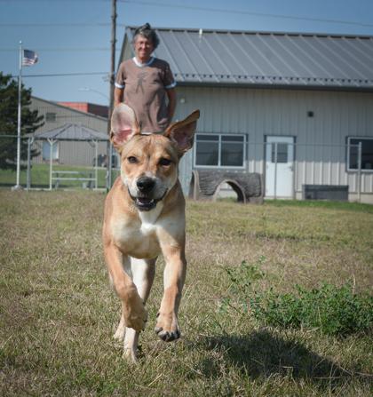 Enlarge Primrose, a Adoptable mixed breed in Beatrice, NE image 2/3