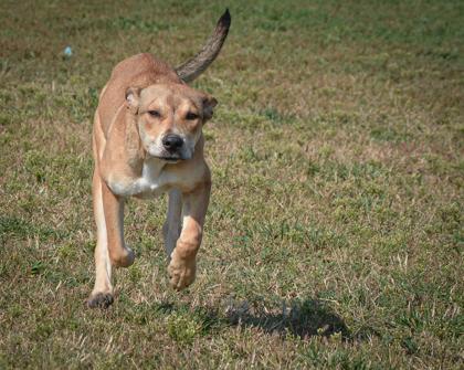 Enlarge Primrose, a Adoptable mixed breed in Beatrice, NE image 3/3
