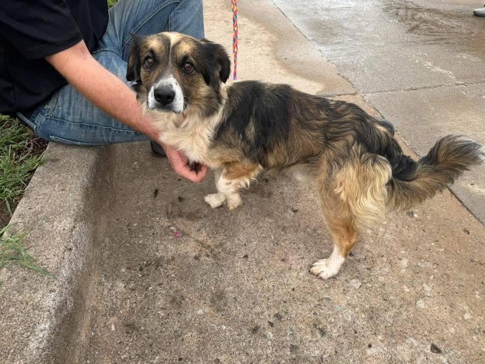 Milo, a ADOPTABLE mixed breed in Palos Heights, IL image 3/3