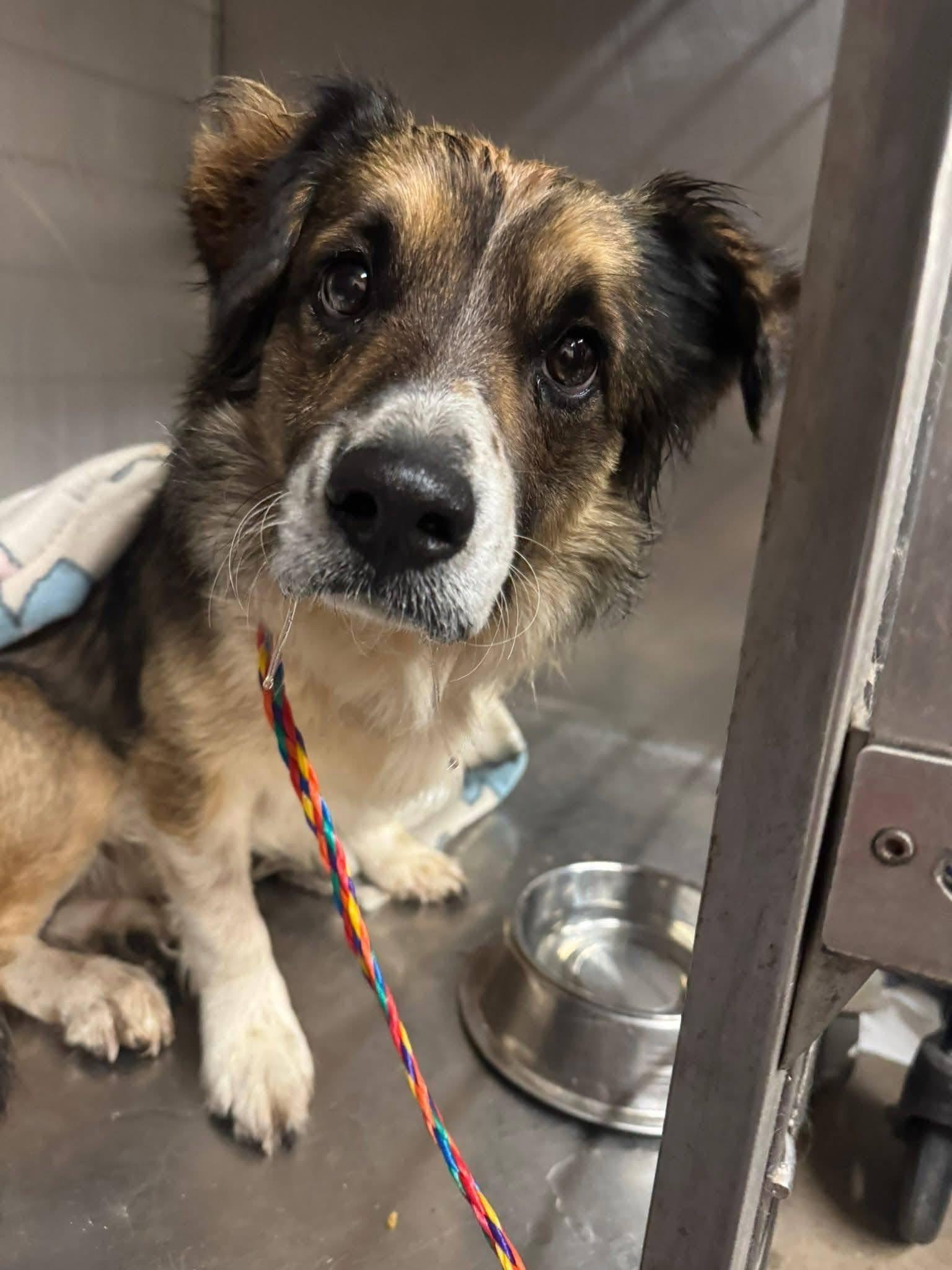 Milo, a ADOPTABLE mixed breed in Palos Heights, IL image 2/3