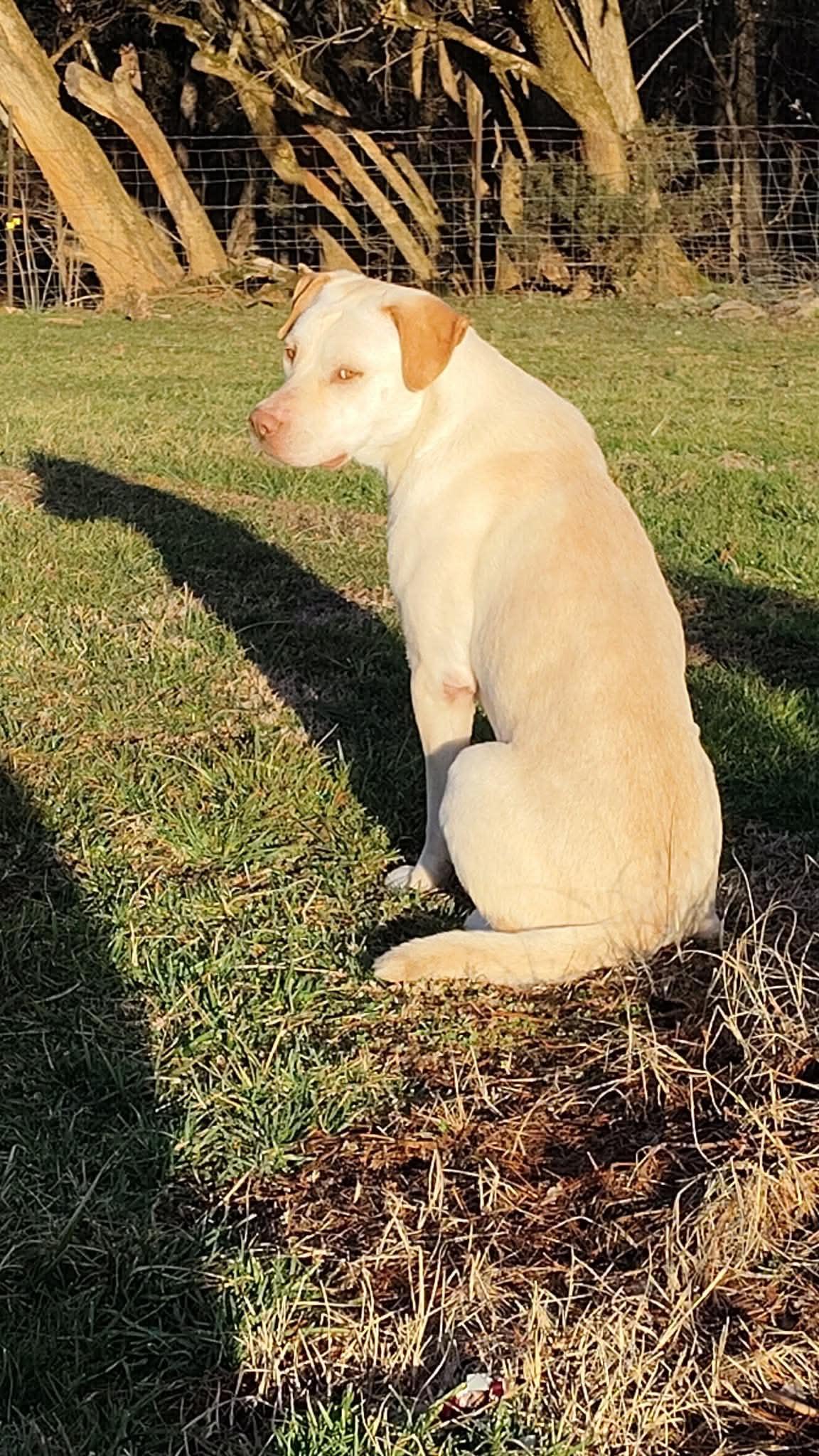 Enlarge Loki (Courtesy Post), a Adopted mixed breed in Talbott, TN image 3/4