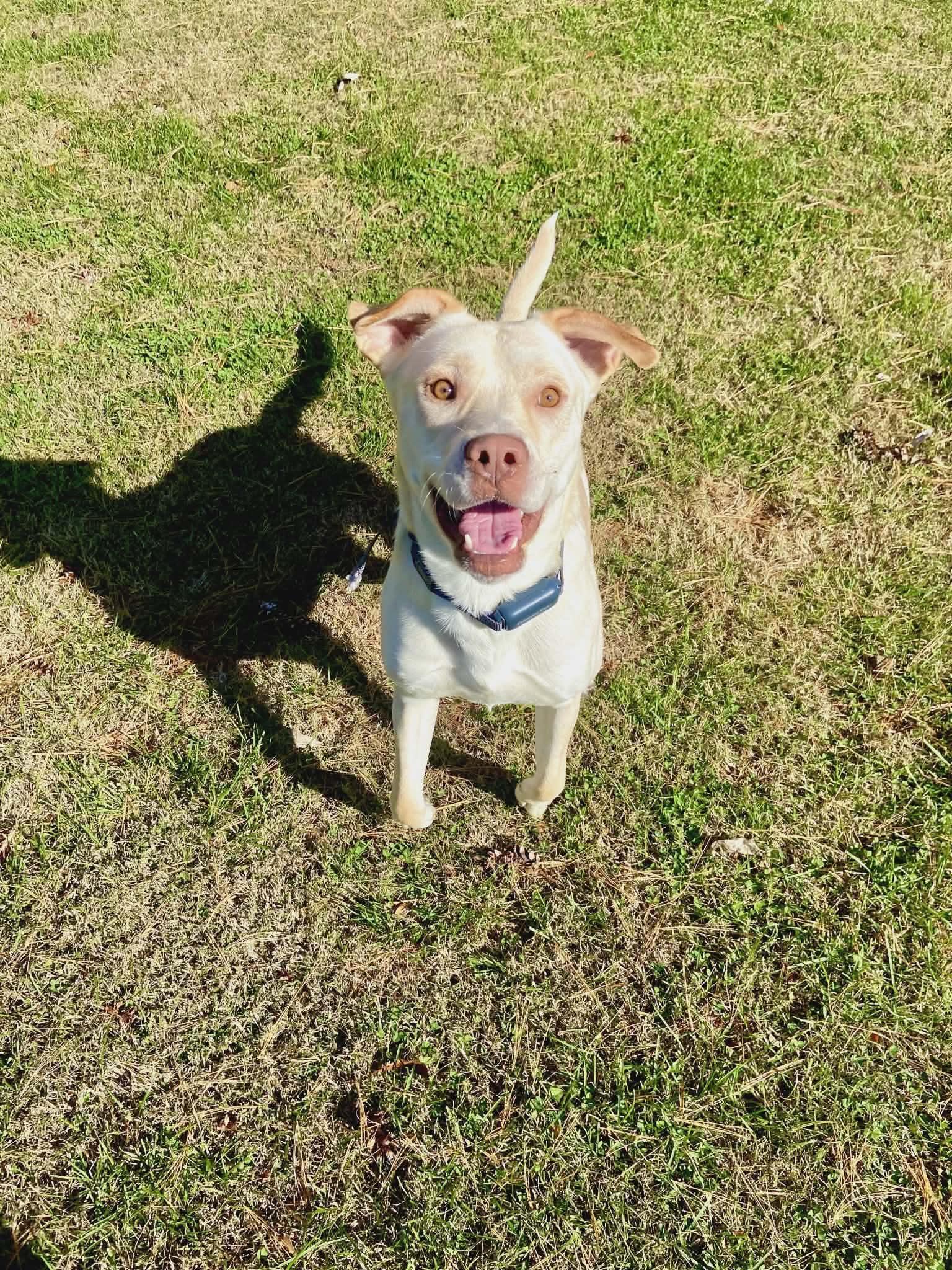 Enlarge Loki (Courtesy Post), a Adopted mixed breed in Talbott, TN image 2/4