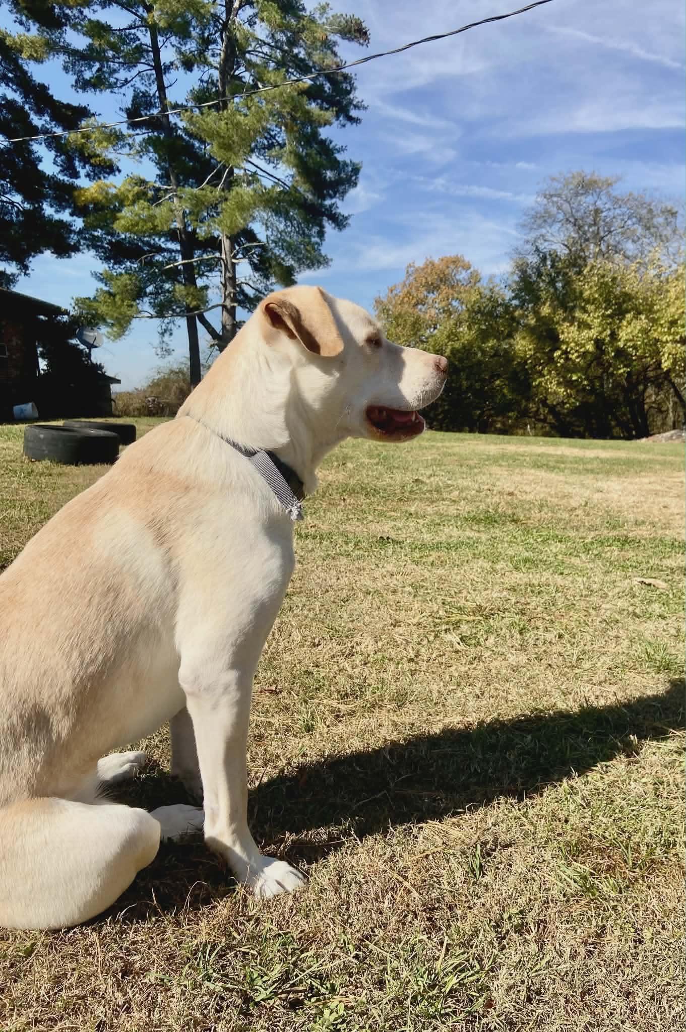 Loki (Courtesy Post), Adopted, Adult Female Labrador Retriever & Pit Bull Terrier.