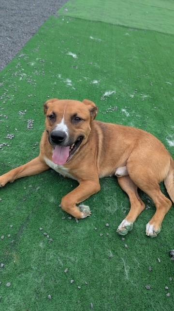 LLOYD, a ADOPTABLE mixed breed in Oakland, MD image 3/4