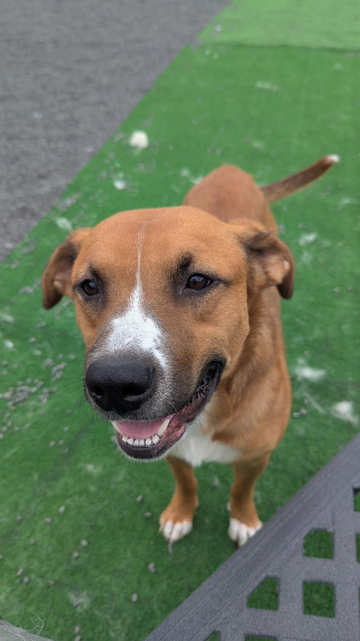 LLOYD, a ADOPTABLE mixed breed in Oakland, MD image 2/4