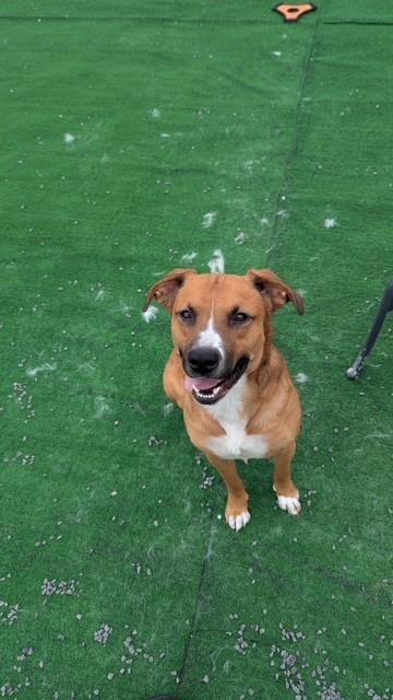LLOYD, a ADOPTABLE mixed breed in Oakland, MD image 1/4