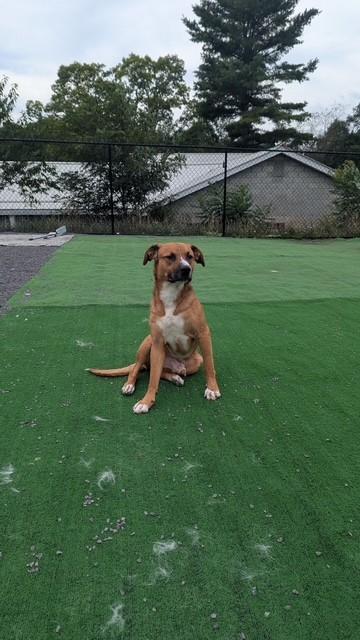 LLOYD, a ADOPTABLE mixed breed in Oakland, MD image 4/4