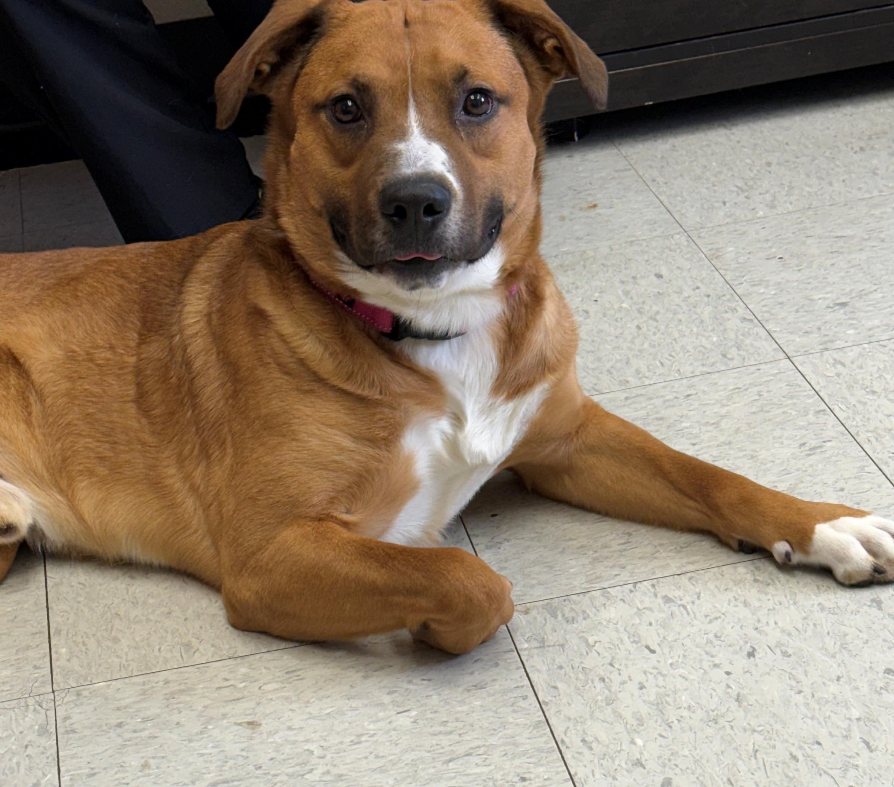 Enlarge LLOYD, a Adoptable mixed breed in Oakland, MD image 1/5