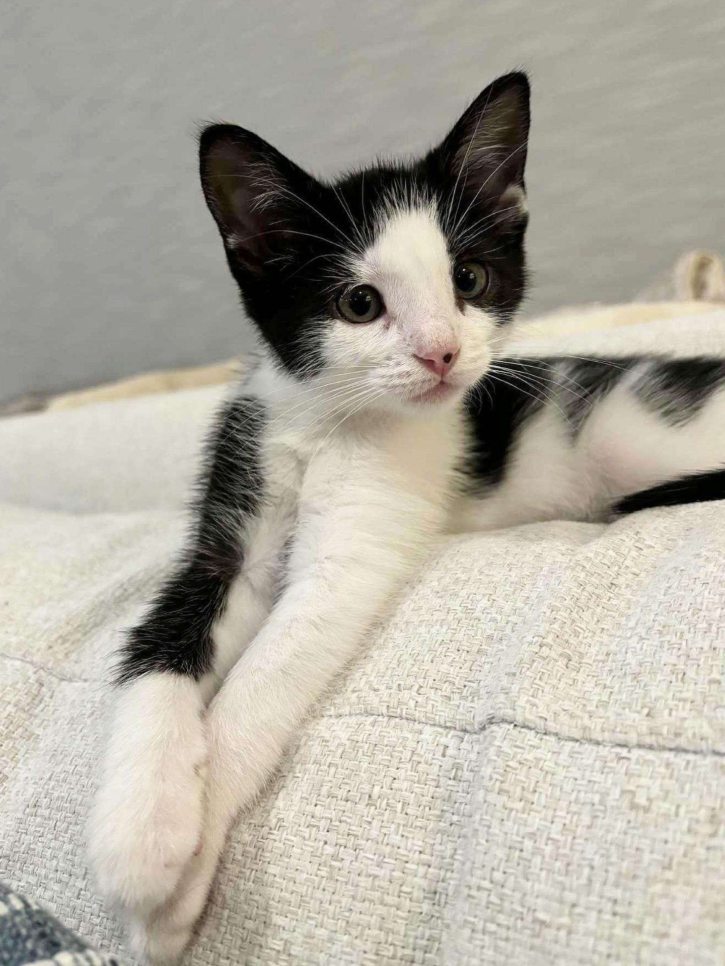 Stinkle, adopted, Kitten Female Domestic Short Hair.