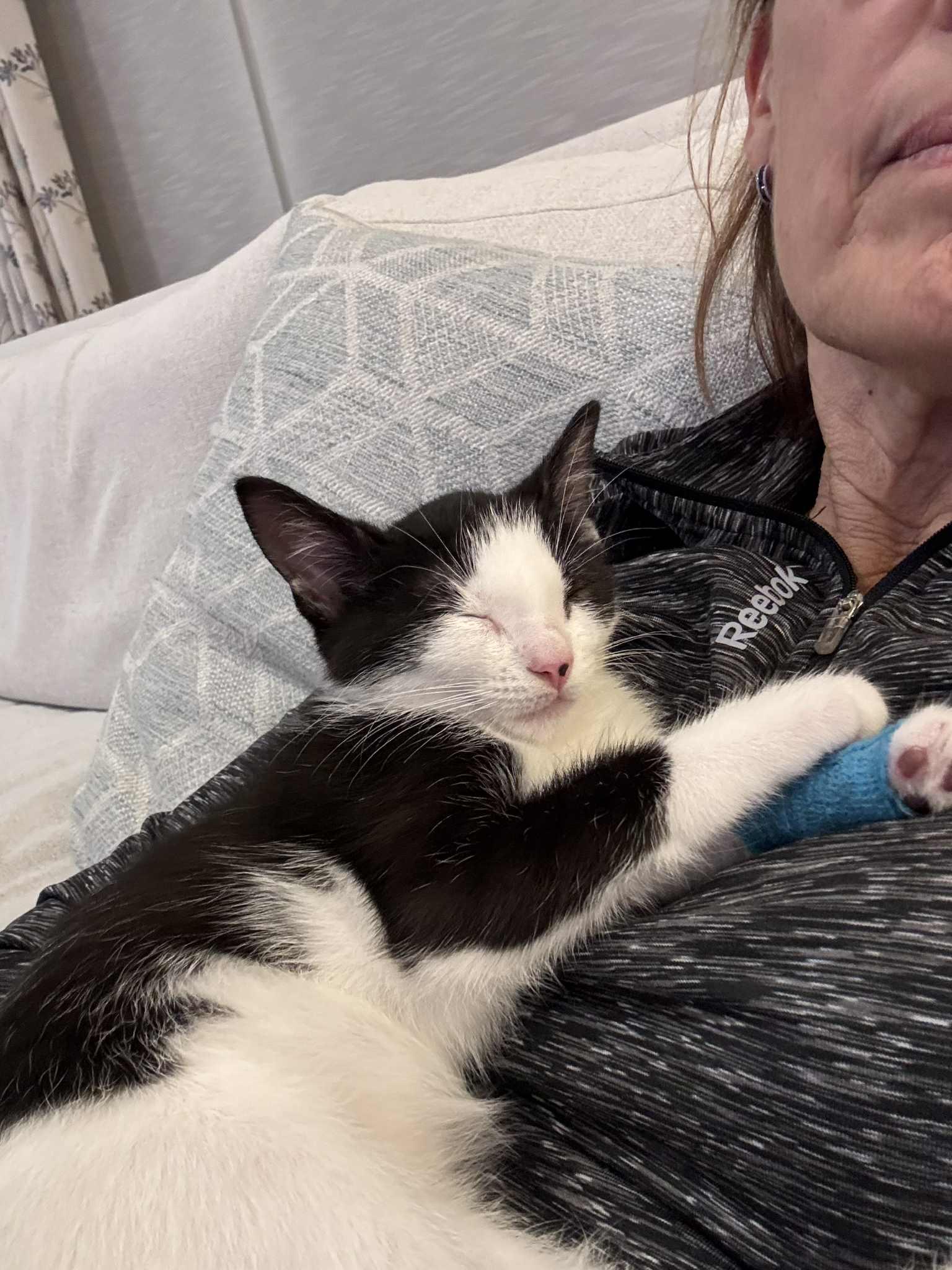 Stinkle, an adopted Domestic Short Hair in Brantford, ON image 4/6