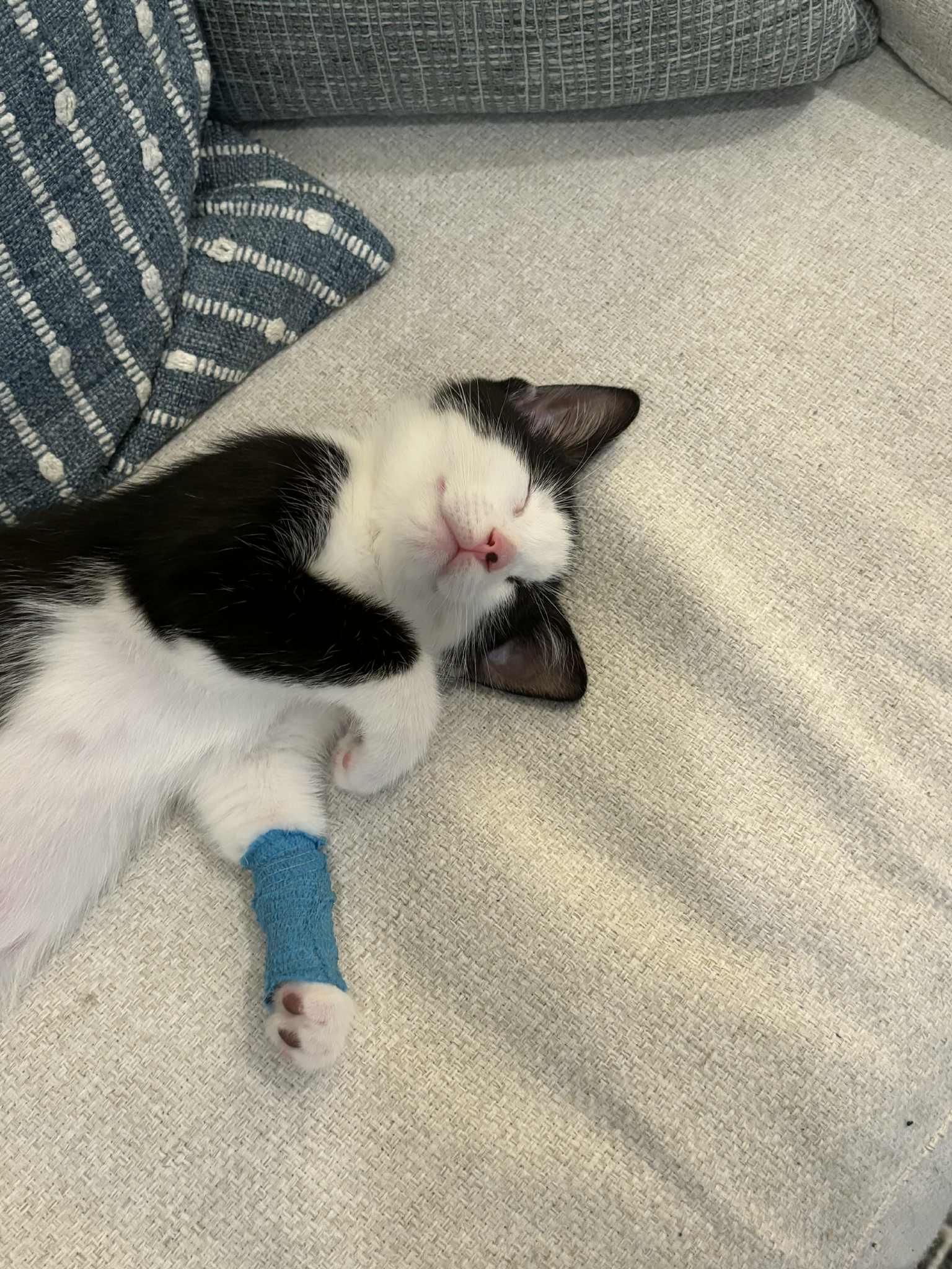 Stinkle, an adopted Domestic Short Hair in Brantford, ON image 5/6