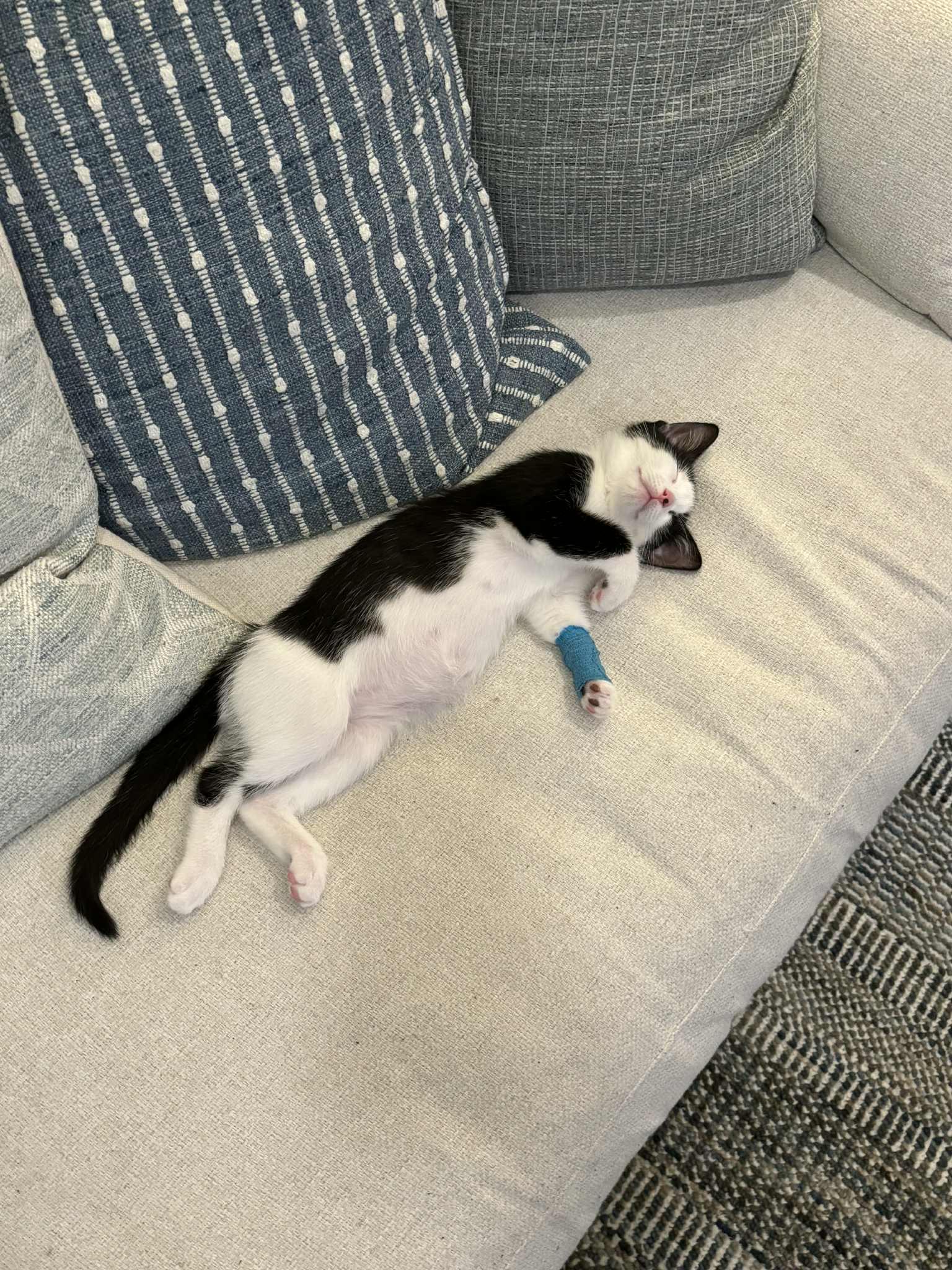 Stinkle, an adopted Domestic Short Hair in Brantford, ON image 3/6