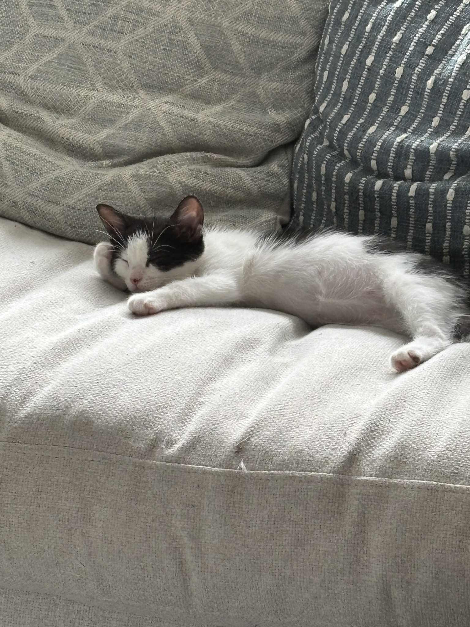 Stinkle, an adopted Domestic Short Hair in Brantford, ON image 6/6