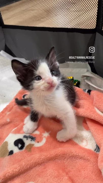 Enlarge Stinkle, an adopted Domestic Short Hair in Brantford, ON video 2/6