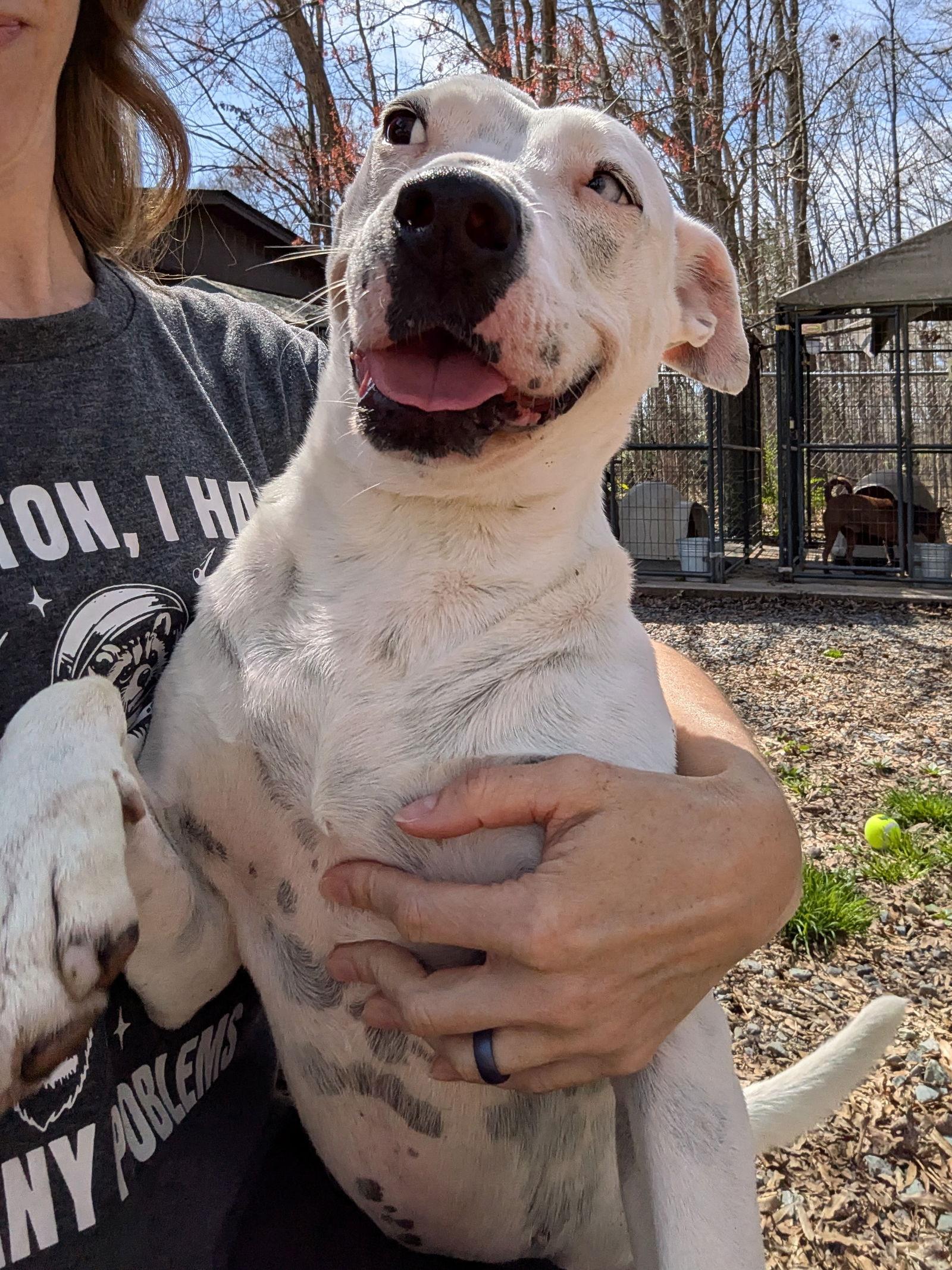 Aqua, Adoptable, Adult Female Pit Bull Terrier.