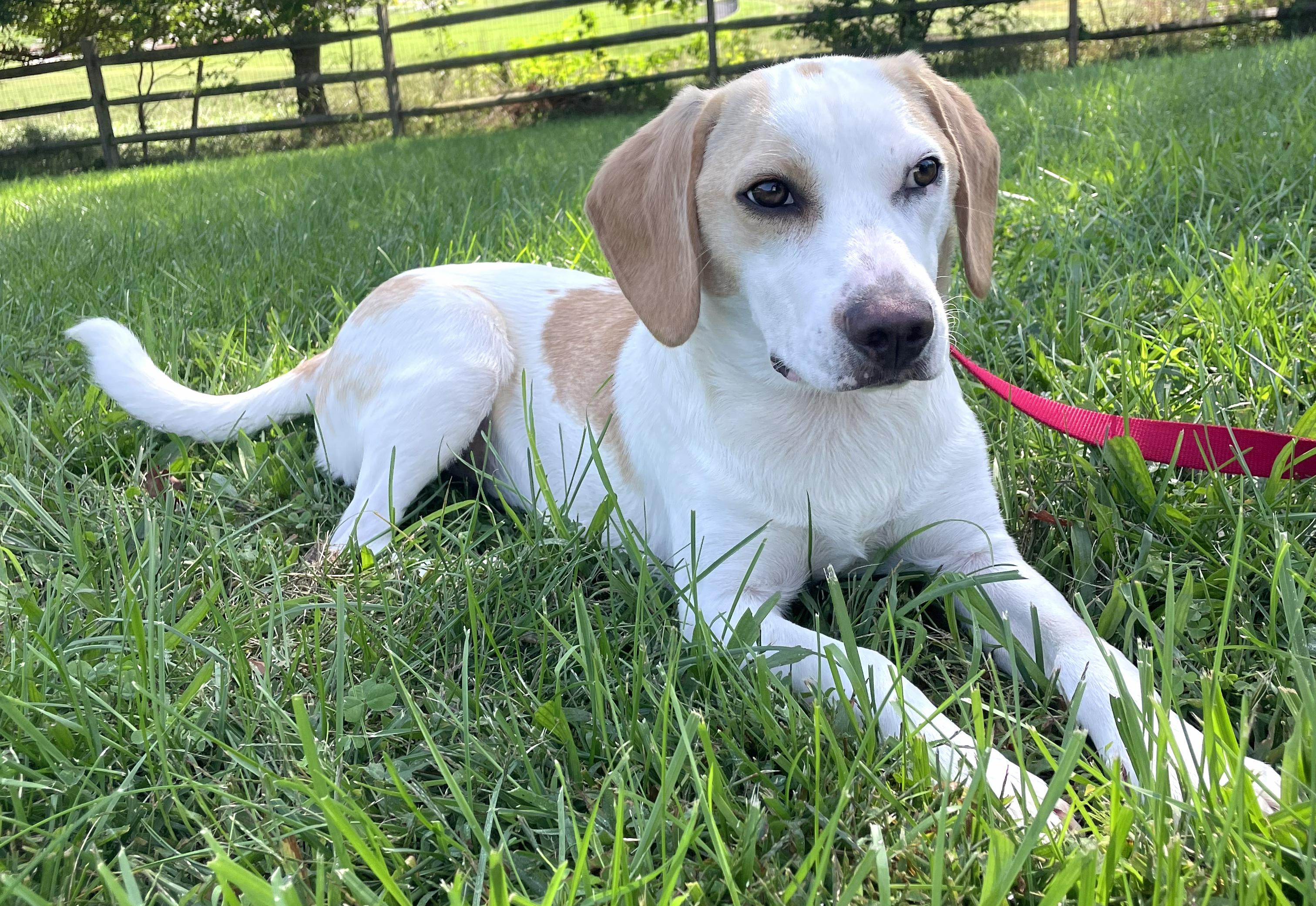 Enlarge Buddy-Available www.lhar.dog to apply, a Adoptable mixed breed in Frederick, MD image 2/6