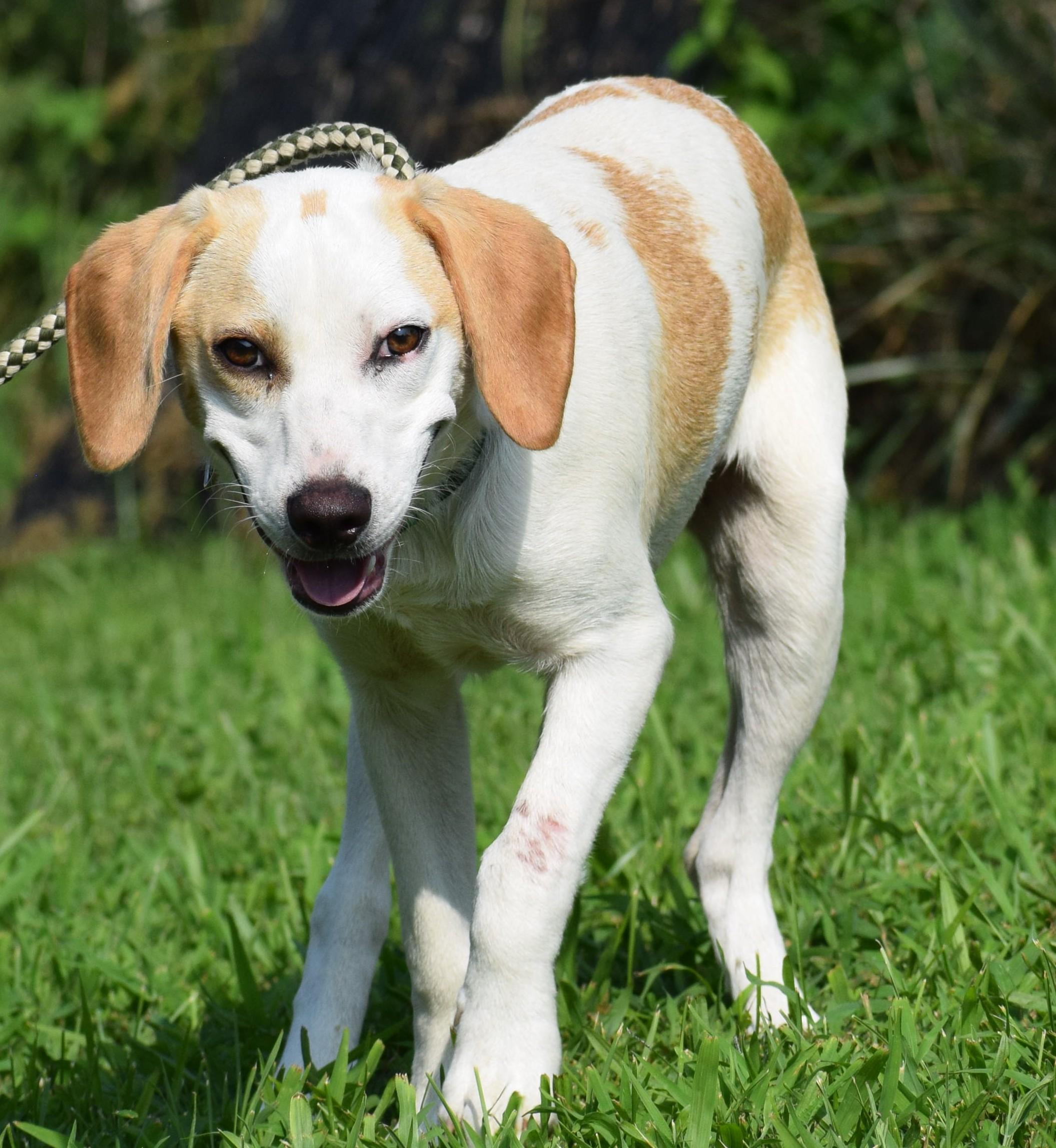Enlarge Buddy-Available www.lhar.dog to apply, a Adoptable mixed breed in Frederick, MD image 1/6