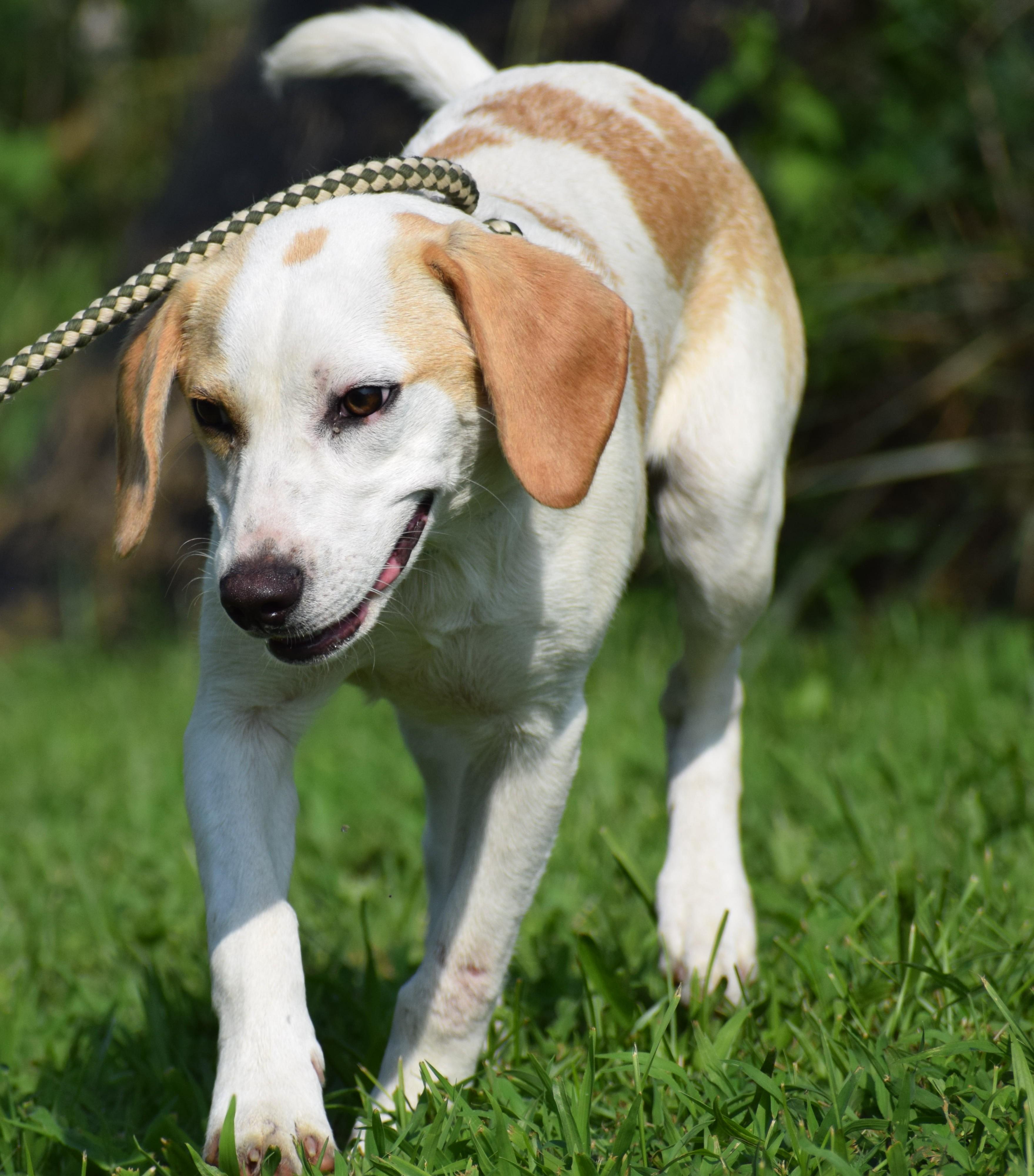 Enlarge Buddy-Available www.lhar.dog to apply, a Adoptable mixed breed in Frederick, MD image 5/6