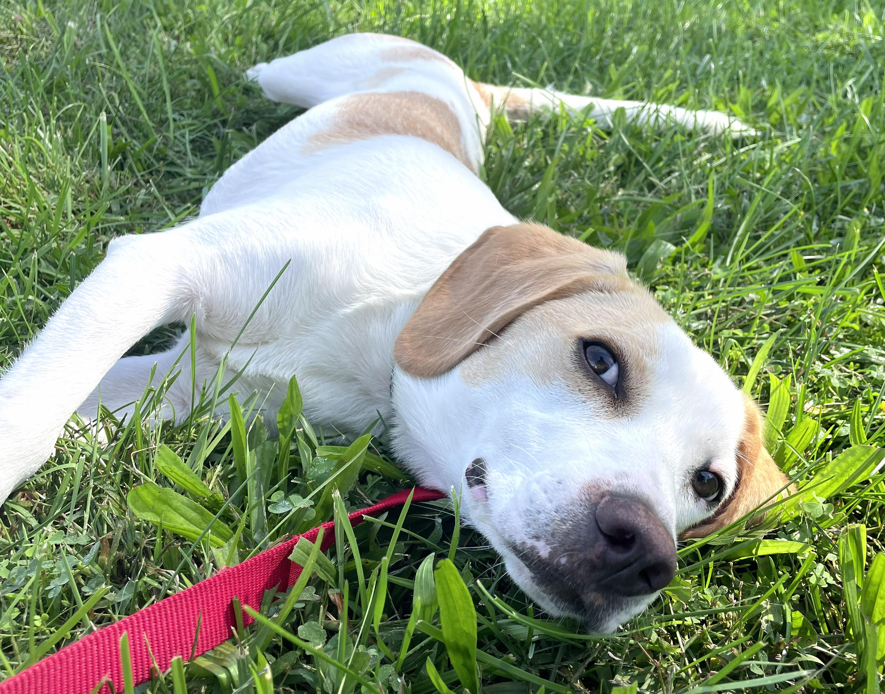 Enlarge Buddy-Available www.lhar.dog to apply, a Adoptable mixed breed in Frederick, MD image 4/6
